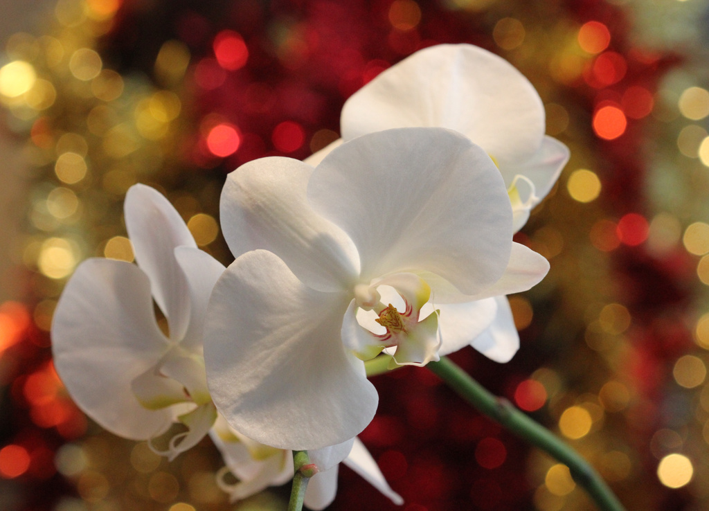 Christmas Orchid by jamibann