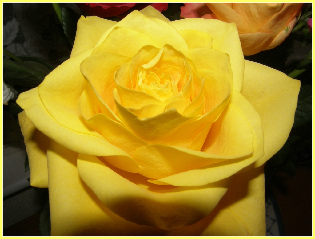 The yellow rose of texas  by beryl