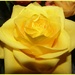 The yellow rose of texas  by beryl