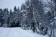 9th Dec 2013 - Winter wonderland
