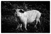 9th Dec 2013 - Oakley Grange Farm Piggie ~ 1