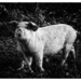 Oakley Grange Farm Piggie ~ 1 by seanoneill