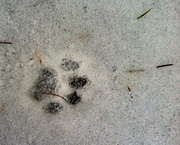 10th Dec 2013 - Bob Cat On the Trail