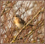 9th Dec 2013 - First Fieldfare of the year