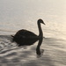 Swan by daffodill