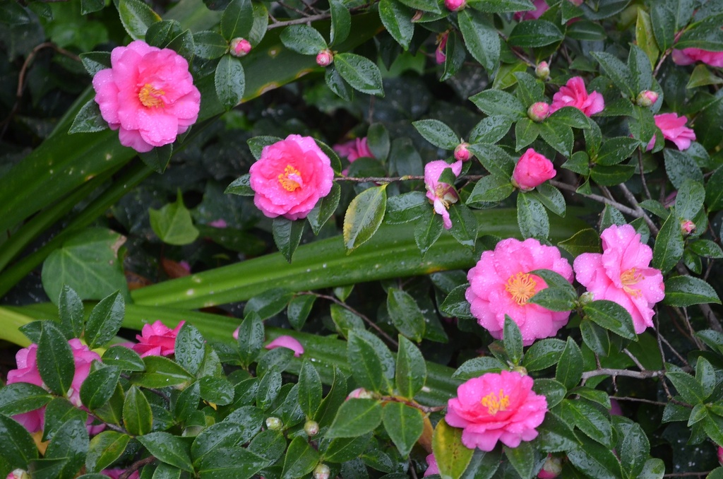 Camellias by congaree