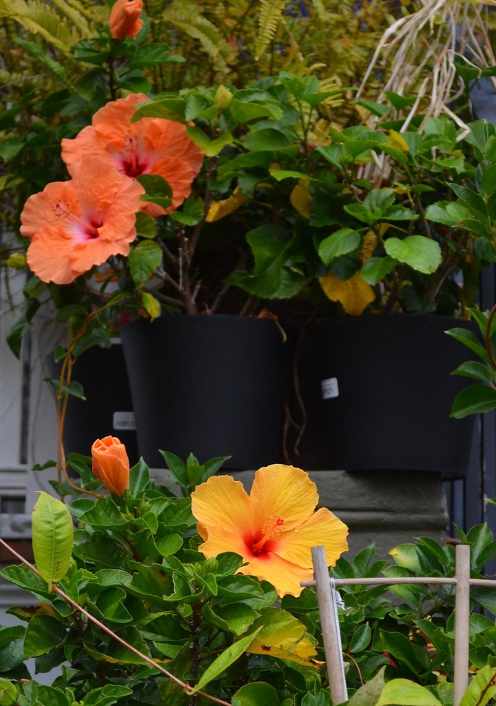 Hibiscus blooming in December, Charleston, SC by congaree