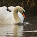 Swan - 09-12 by barrowlane