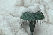 8th Dec 2013 - Frozen Mushroom