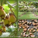 kiwifruit by julzmaioro