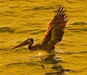 8th Dec 2013 - Coming In For A Landing