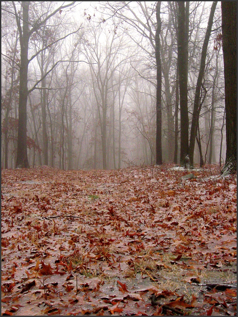 Foggy Pathway by olivetreeann