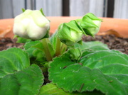10th Dec 2013 - The Beauty of a Gloxinia