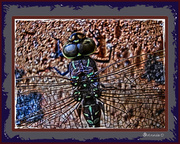7th Dec 2013 - THE DRAGONFLY