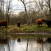 River side cattle - 10-12 by barrowlane