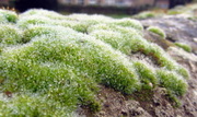9th Dec 2013 - Ancient Mossiness (ONS6)