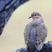 Mourning Dove by calm
