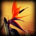 Bird of Paradise by maggiemae