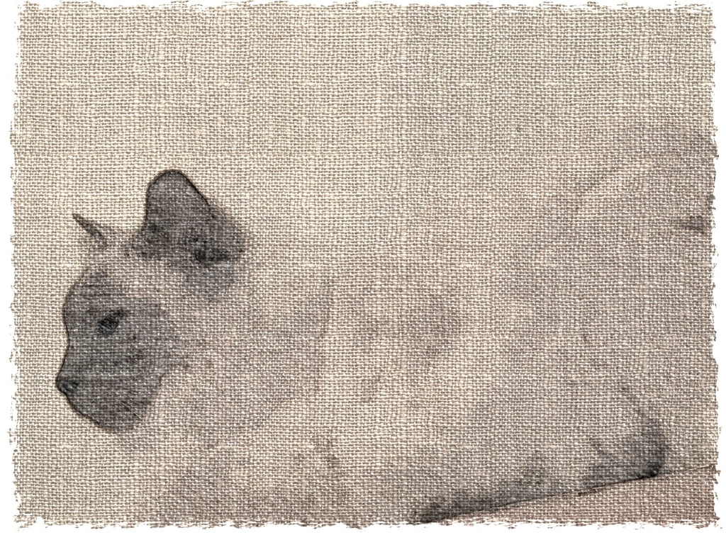 Canvas cat by susale
