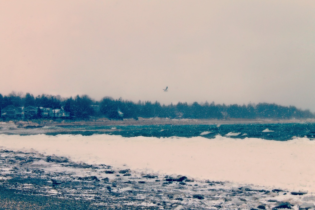 winter gull by edie