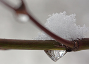 10th Dec 2013 - An Icy Drop