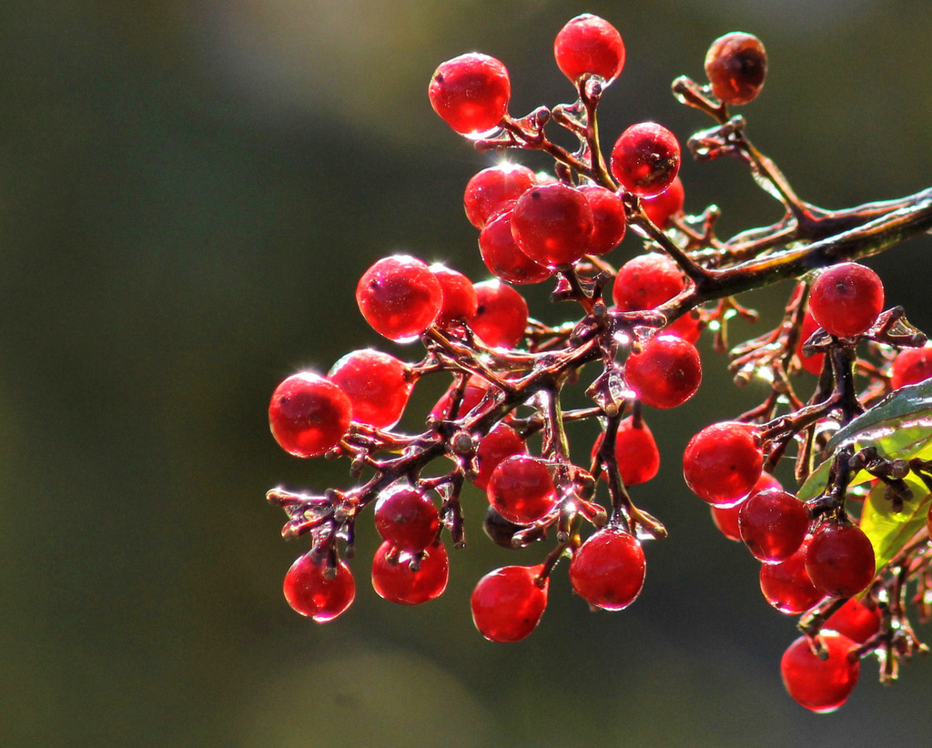 Frozen berries by cjwhite