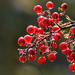 Frozen berries by cjwhite