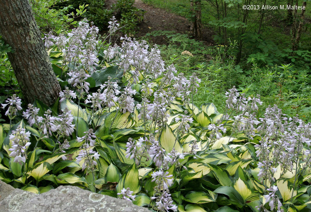Hostas on the Trail by falcon11