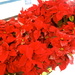 Poinsettias in glitter by pandorasecho