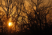 11th Dec 2013 - Sun, sun, sun, here it comes