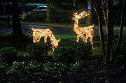 9th Dec 2013 - Holiday Deer
