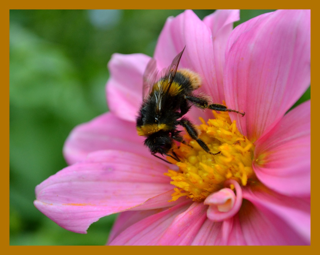 Bee on the Dahlia... by julzmaioro