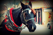 3rd Dec 2013 - Carriage Horse
