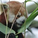 Red Panda..... by anne2013