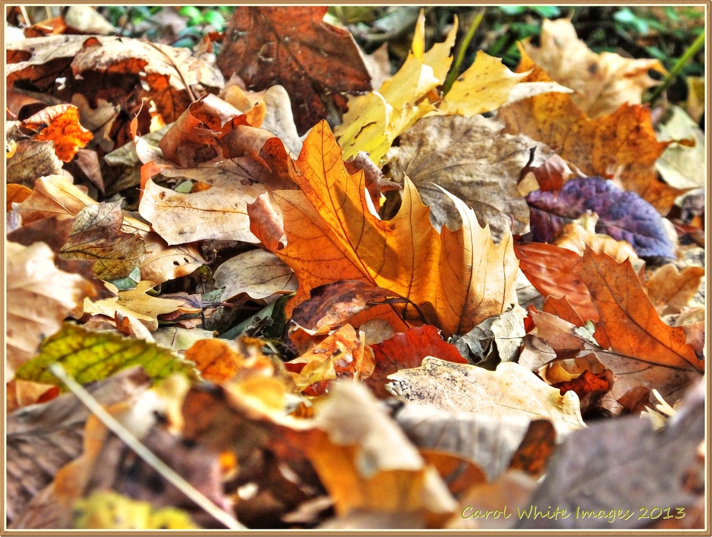 Fallen Leaves by carolmw