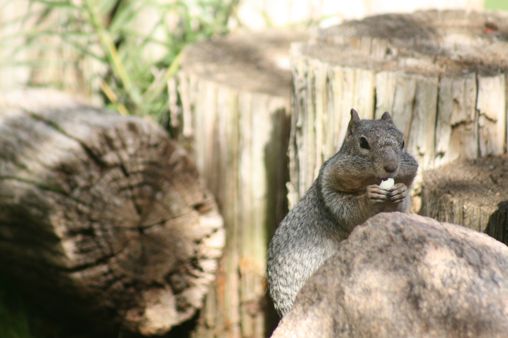 Squirrel by kerristephens