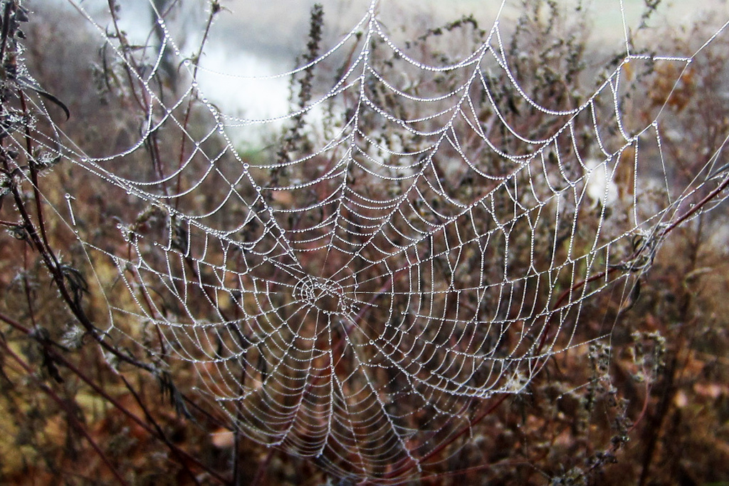Spiderweb in the Fog by milaniet