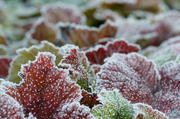 11th Dec 2013 - Frosty leaves