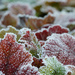 Frosty leaves by leonbuys83