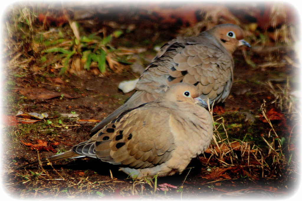 Pair of Doves by vernabeth