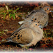 Pair of Doves by vernabeth