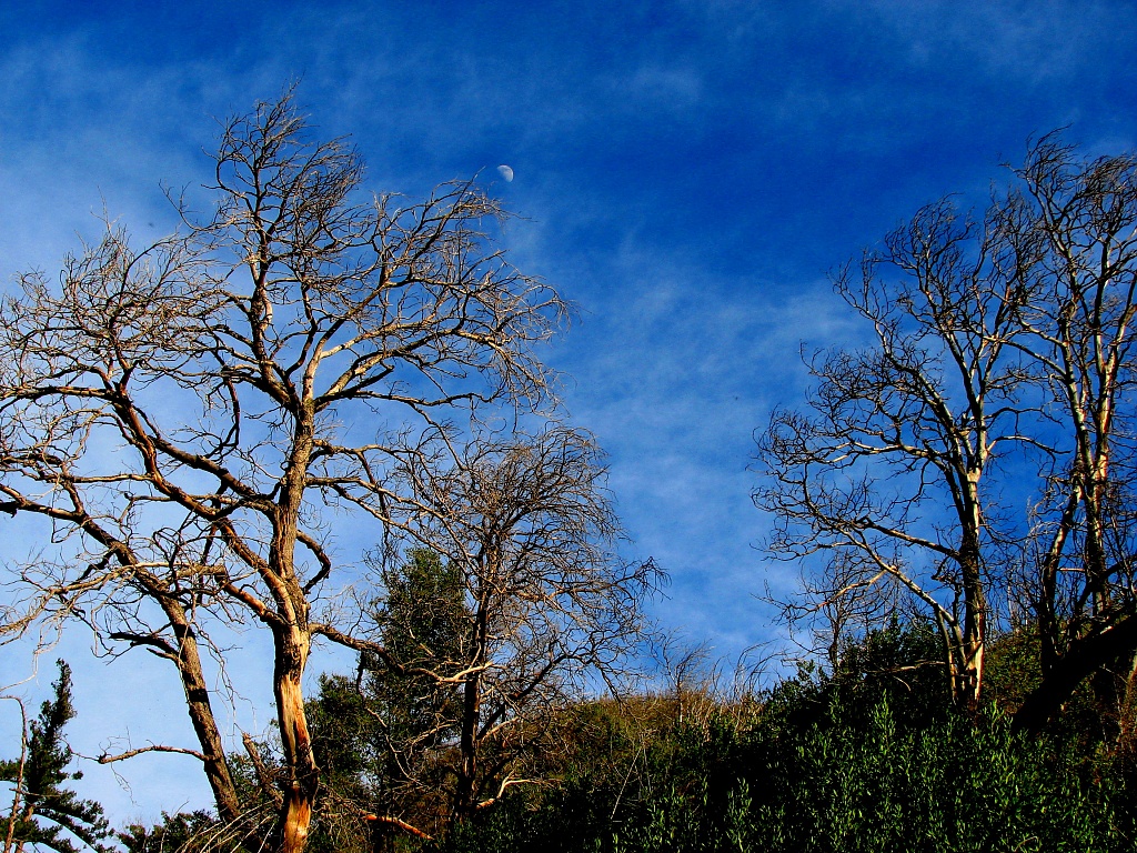 Two Trees and a Moon  by cheriseinsocal