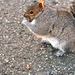 Another squirrel by joansmor