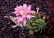 13th Dec 2013 - Pink flower, wet day