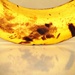 The Last Banana by juliedduncan