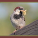 Dad Sparrow by rustymonkey