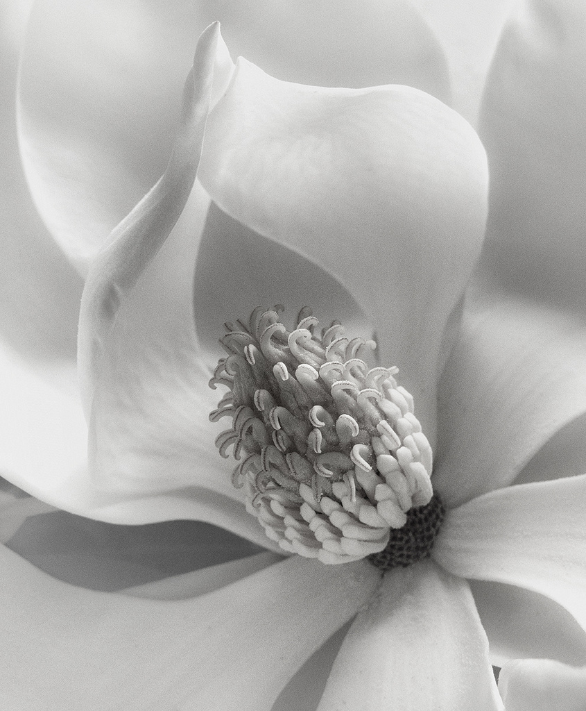 magnolia by kali66