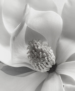 12th Dec 2013 - magnolia