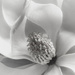 magnolia by kali66