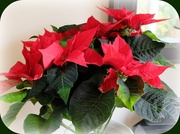 12th Dec 2013 - 'red for poinsettia day'